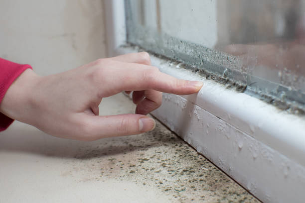 Mold Remediation for Rental Properties in Vincent, CA